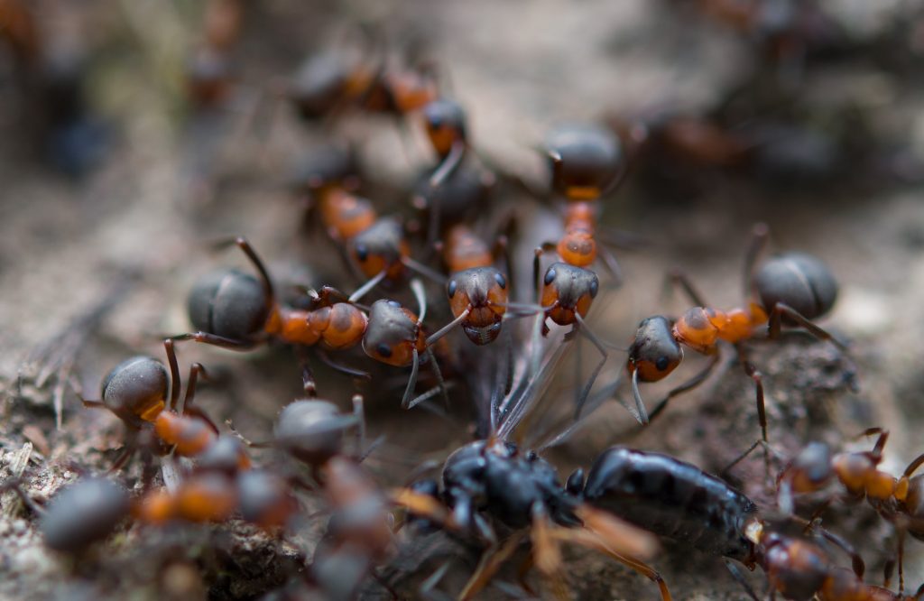 ants tearing prey